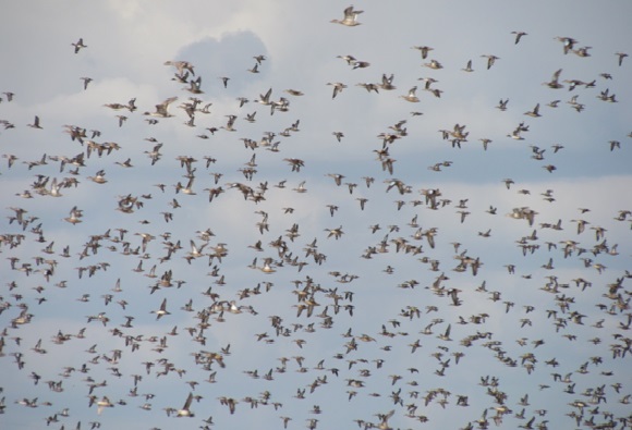 Teal Duck Hunting in Texas